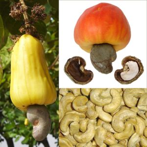 Cashew nut